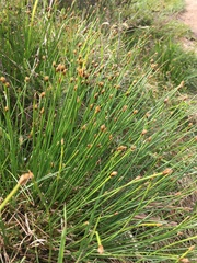Schoenus nigricans