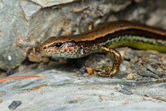 Sphenomorphus taiwanensis