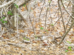 Thryophilus pleurostictus