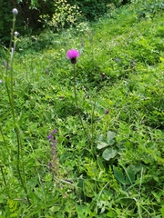 Cirsium pannonicum