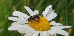 Macropis fulvipes