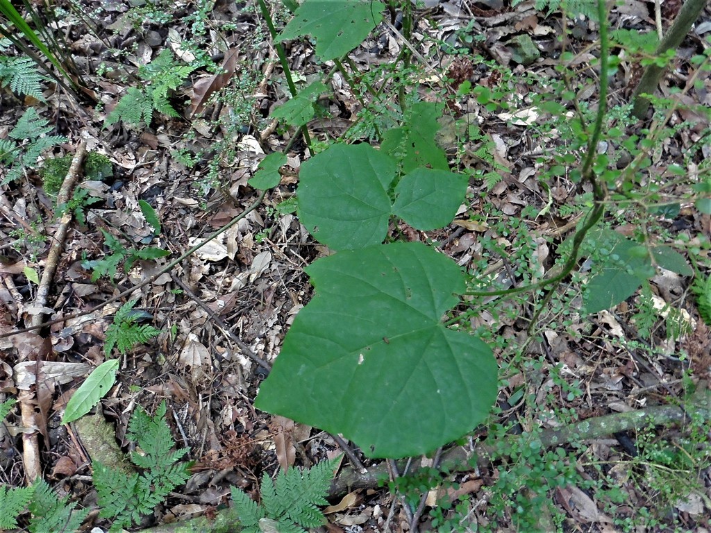 Big-Leaf Vine from Cowarra State Forest Rainforest Reserve on June 03 ...