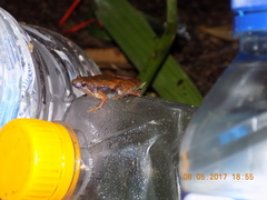 Microhyla gadjahmadai