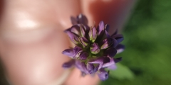 Medicago sativa sativa