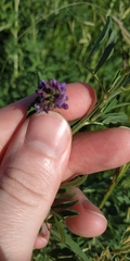 Medicago sativa sativa