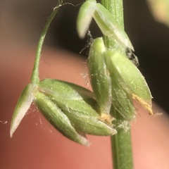 Poa sylvestris