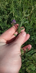 Medicago sativa sativa