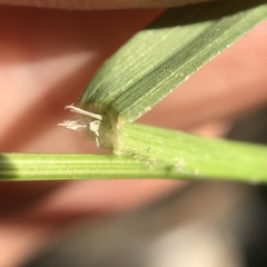 Poa sylvestris