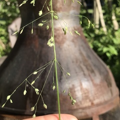 Poa sylvestris