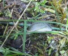 Arion circumscriptus