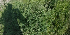 Medicago sativa sativa
