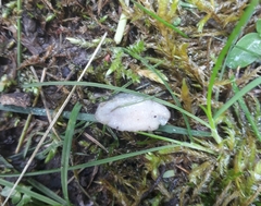 Arion circumscriptus