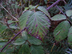 Rubus echinatus