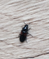 Divales bipustulatus