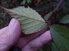 Rubus echinatus