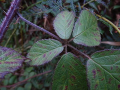 Rubus echinatus