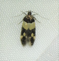 Triclonella determinatella