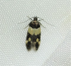 Triclonella determinatella