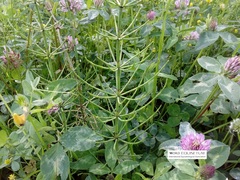 Equisetum palustre