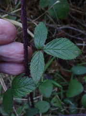 Rubus echinatus