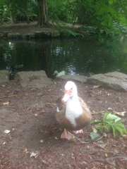 Cairina moschata domestica