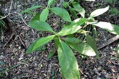 Psychotria loniceroides