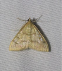 Helvibotys helvialis