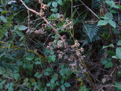 Rubus echinatus