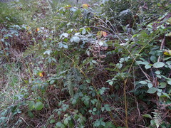 Rubus echinatus