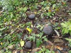 Rafflesia arnoldii