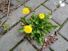 Taraxacum officinale