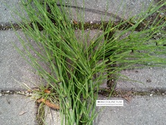 Equisetum palustre