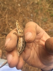 Sceloporus subniger