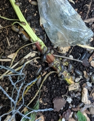 Armadillidium vulgare