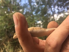 Sceloporus subniger