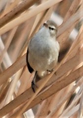 Acrocephalus gracilirostris gracilirostris