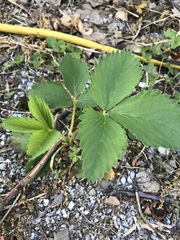 Fragaria × ananassa