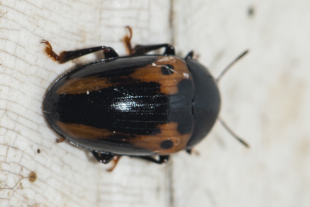 Amblyopus vittatus