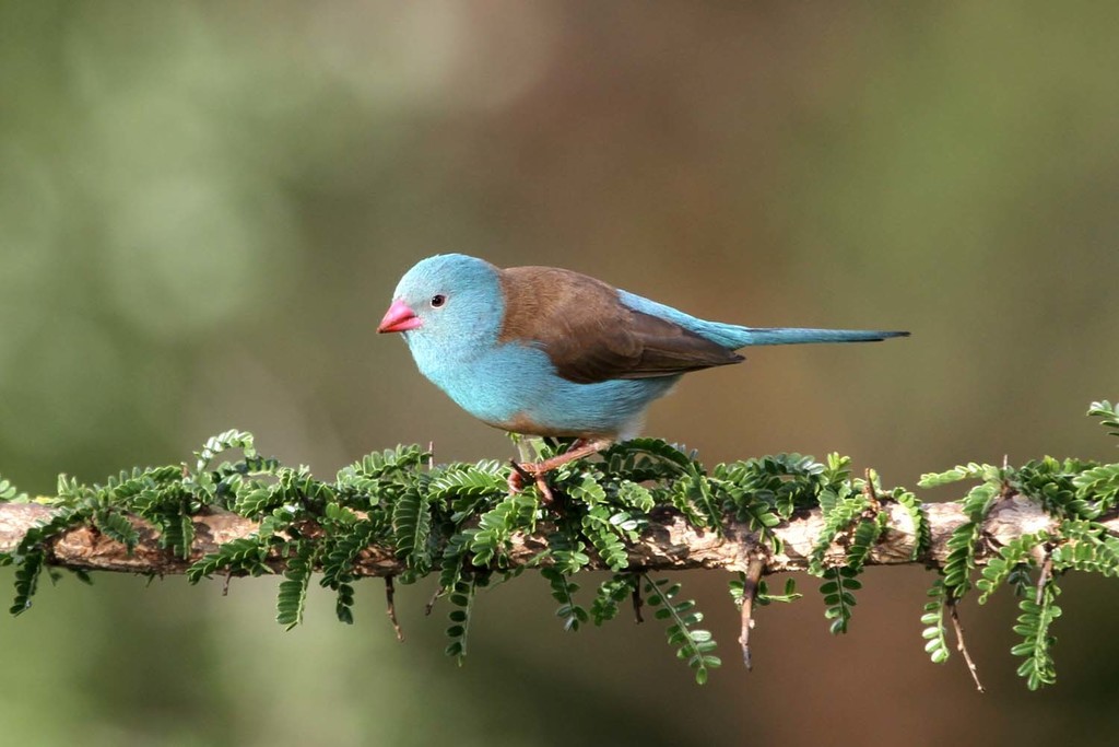 Blue-Capped Cordon-Bleu