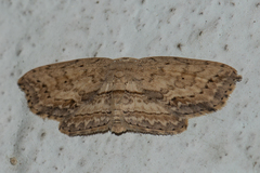 Phalacra