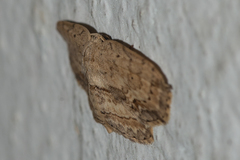 Phalacra