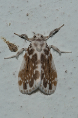 Pseudoadites frigida