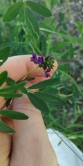 Medicago sativa sativa
