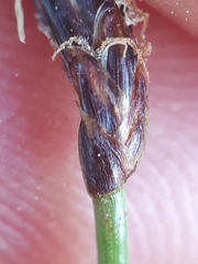 Eleocharis uniglumis