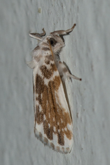 Pseudoadites frigida