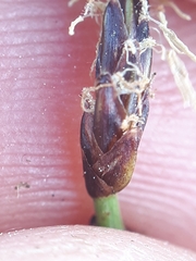 Eleocharis uniglumis
