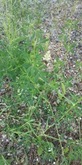 Medicago sativa sativa