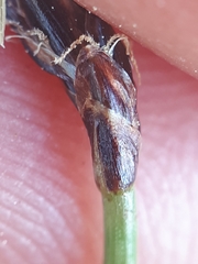 Eleocharis uniglumis