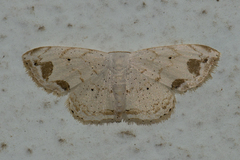 Scopula butleri