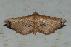 Microbelia intimalis